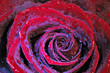 Rote Rose mit kaltem Schimmer