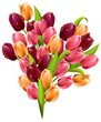 Bunch of tulips isolated on white background Bunch of tulips isolated on white background
