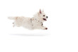 flying dog