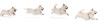 a running dog on white background