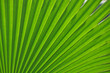 Fresh leaf