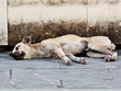 Abandoned homeless stray dog sleeping on the street