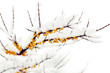 Sea-buckthorn
