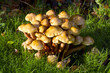 Honey fungus