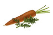 Single Carrot with Leaf Single Carrot with Leaf