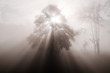 Baum im Nebel