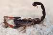 Skorpion 2