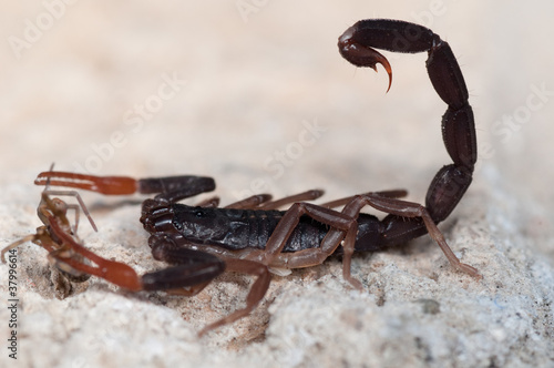 Foto: Skorpion 2 Skorpion 2