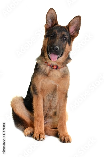 Photo: berger allemand berger allemand
