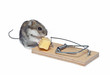a baby mouse in a mousetrap a baby mouse in a mousetrap
