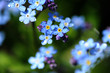 Summer flowers