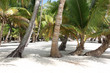 Palm trees on the white sand beach Palm trees on the white sand beach