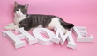 Katze, HOME