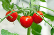 Red tomato on plant Red tomato on plant