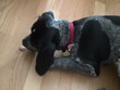 Video: little dog little dog