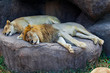 Miss Lioness