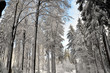 Winter Wald Schnee Bäume