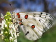 Photo: Apollo (Parnassius apollo) Apollo (Parnassius apollo)