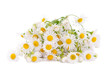 field daisy isolated