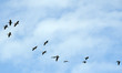Birds flying in the sky