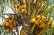 Coconut tree close-up Coconut tree close-up