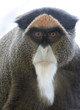 Close up of a De Brazza's Monkey Close up of a De Brazza's Monkey