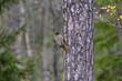 Siberian Jay (Perisoreus infaustus) in a pine tree