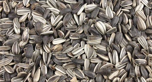 Photo: Sonnenblumenkerne Sonnenblumenkerne