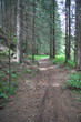 Hiking trail through the pinewood Hiking trail through the pinewood