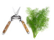 Dill Herb and Secateurs Dill Herb and Secateurs