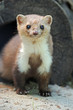 Marten in a natural habitat