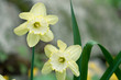 Daffodils