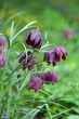 Fritillaria meleagris flowers