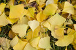 Ginkgo biloba autumn Leaves