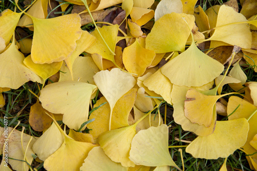 Foto: Ginkgo biloba autumn Leaves Ginkgo biloba autumn Leaves