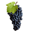 Fresh bunch of red wine Fresh bunch of red wine