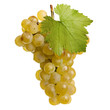 Foto: Fresh bunch of white wine on a white background Fresh bunch of white wine on a white background