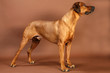 rhodesian ridgeback dog studio shot