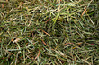 Closeup of fir needles