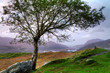 Tree at sunset in irish mountains, Killarney pass, Co. Kerry