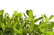 Houseplant.