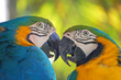 blue and yellow macaws