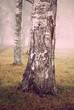 Birch tree in fog