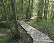 Tourists walking on wooden path between trees in park.