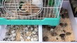 Video: Nagetiere Nagetiere