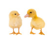 Easter chick and duckling