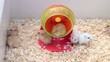 Video: Hamster im Laufrad Hamster im Laufrad