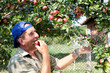Apple orchard and old farmer Apple orchard and old farmer