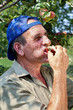 Farmer tasting apples Farmer tasting apples