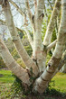 Birch trees